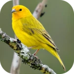 song of canaries android application logo